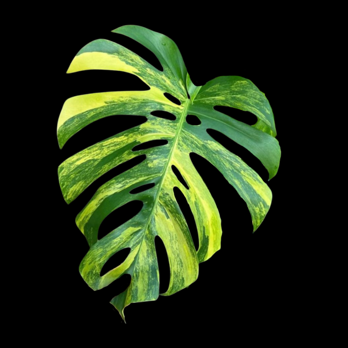 Monstera deliciosa aurea Tissue Culture