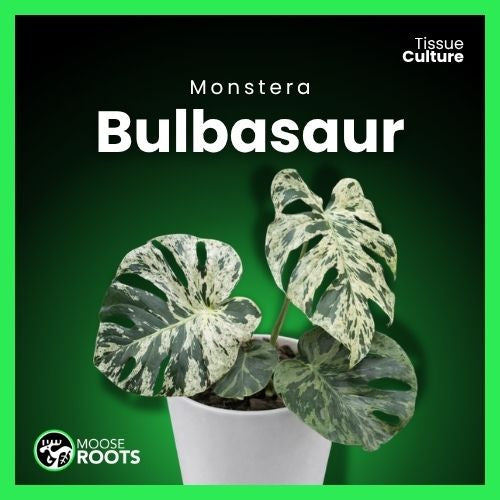 Monstera 'Bulbasaur' Tissue Culture