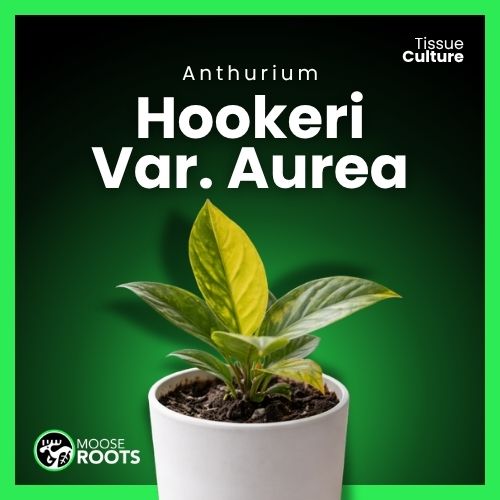 Anthurium hookeri Variegated aurea Tissue Culture – MOOSE ROOTS PLANTS LLC