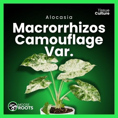 Alocasia 'macrorrhizos' camouflage variegata Tissue Culture
