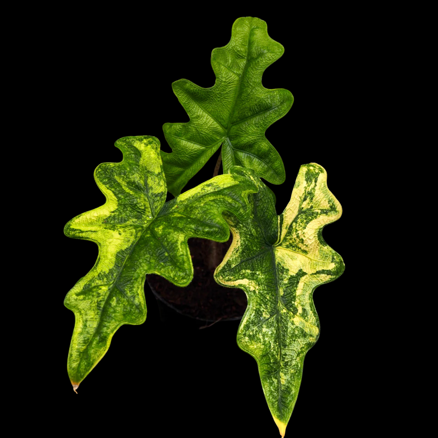 Alocasia Jacklyn Variegated Tissue Culture