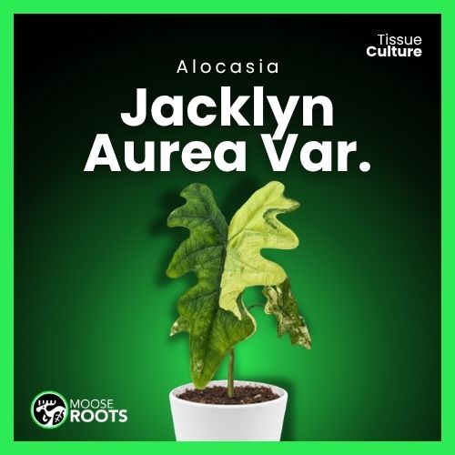 Alocasia Jacklyn Aurea Tissue Culture