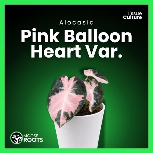 Alocasia heart balloon variegated Pink Tissue Culture
