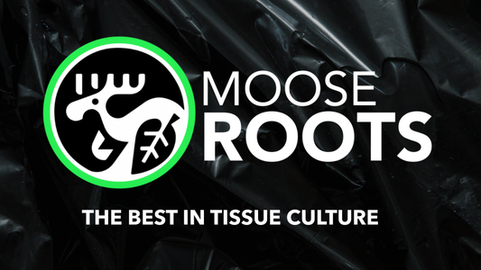Moose Roots: The Fastest-Growing Tissue Culture Brand on Palmstreet