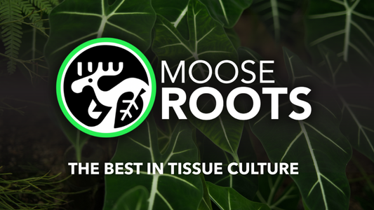 The Rare Plants You Want — At Prices You Can Actually Afford