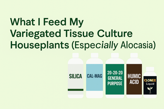 What I Use to Feed My Variegated Tissue Culture Houseplants (Quick Links + Full Breakdown)