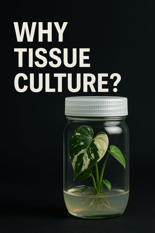 Why Tissue Culture Plants Are the Best Way to Grow Your Rare Plant Collection
