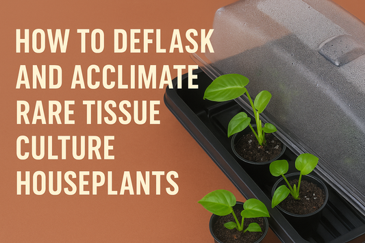 How to Deflask and Acclimate Rare Tissue Culture Houseplants