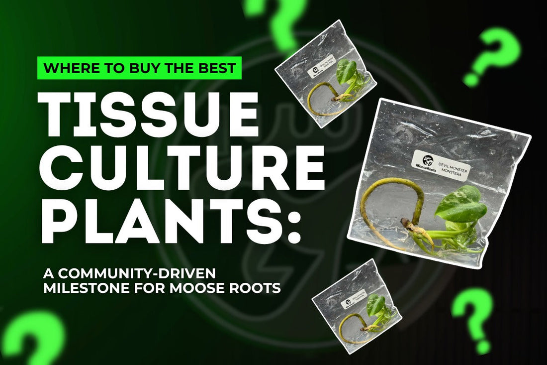 Where to Buy the Best Rare Tissue Culture Plants: A Community-Driven Milestone for Moose Roots