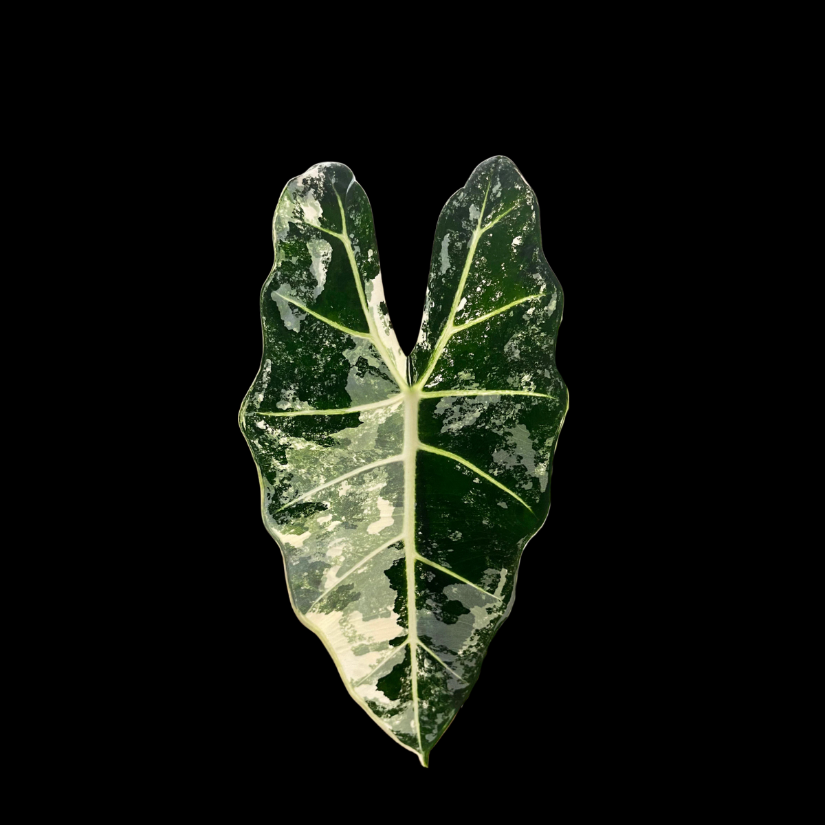 Alocasia Frydek Variegated Tissue Culture