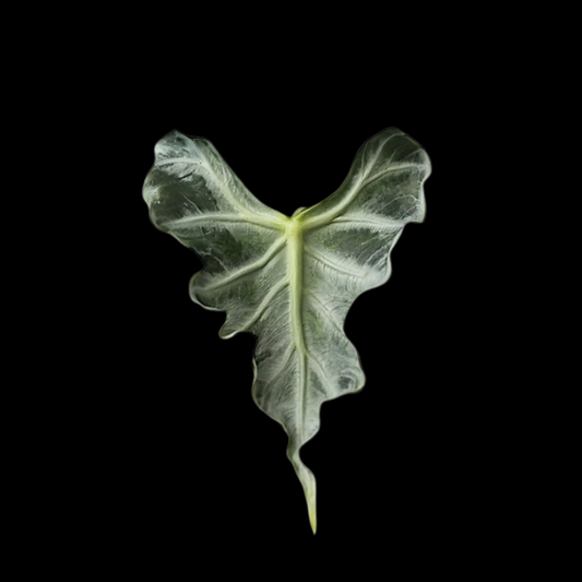 Alocasia loco Tissue Culture