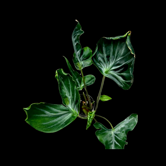 Alocasia Teletubbies Tissue Culture
