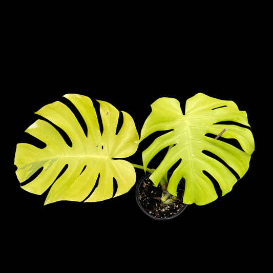 Monstera  Lemon Lime Tissue Culture