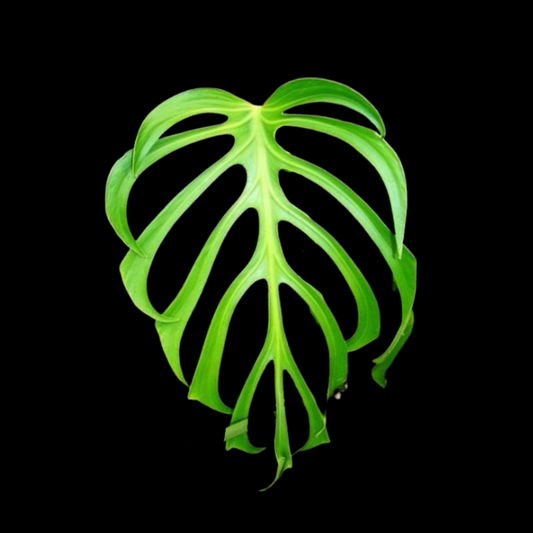 Monstera burle marx's flame Tissue Culture
