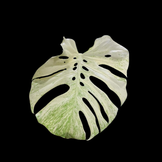 Monstera White Monster Tissue Culture