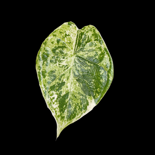 Alocasia Dragonscale Mint Tissue Culture