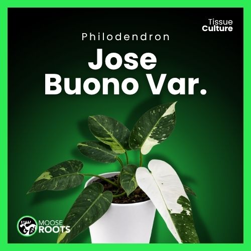 Philodendron Jose Buono Var. Tissue Culture