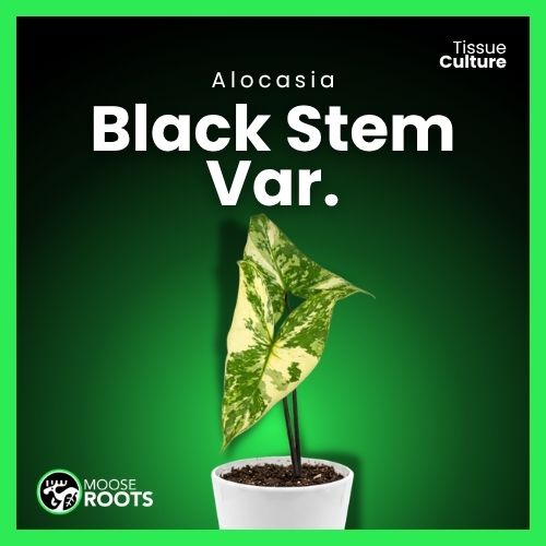Alocasia black stem var. Tissue Culture