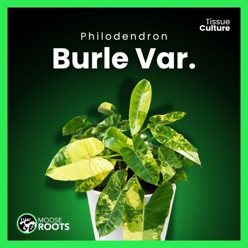 Philodendron Burle Marx Aurea Tissue Culture
