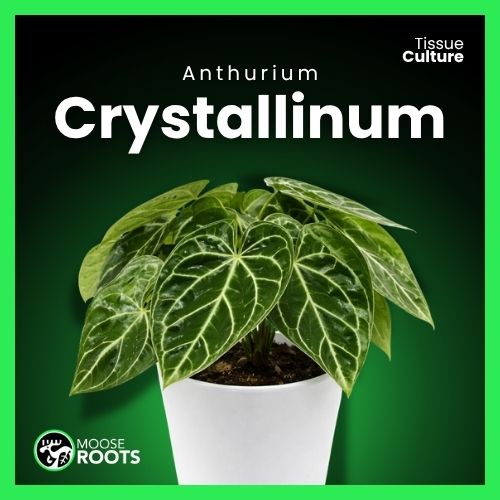 Anthurium Crystallinum Tissue Culture