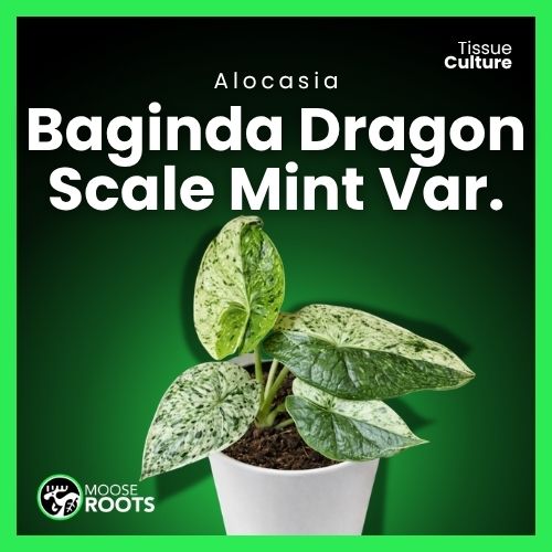 Alocasia Dragon Scale Mint Var. Tissue Culture