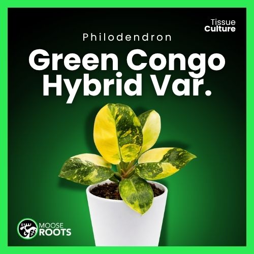 Philodendron green congo hybrid variegated Tissue Culture