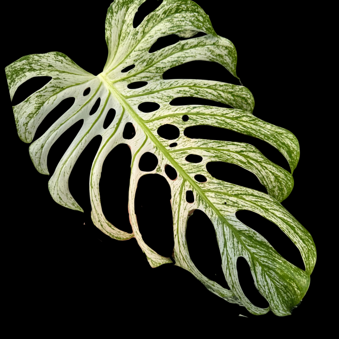 Monstera “Devil Monster” Tissue Culture