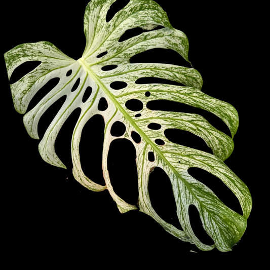 Monstera “Devil Monster” Tissue Culture