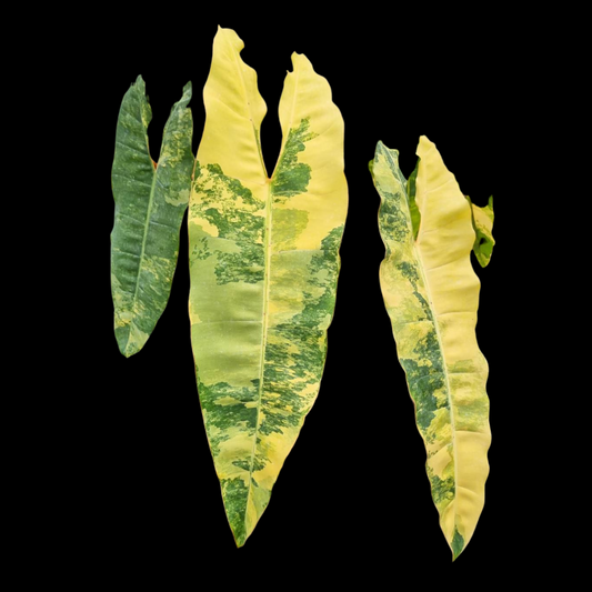 Philodendron Billietiae Variegated Tissue Culture