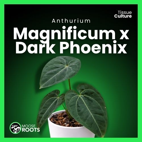 Anthurium magnificum × Dark Phoneix Tissue Culture