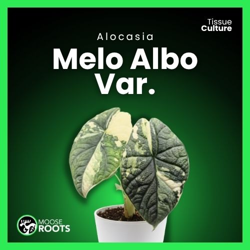 Alocasia melo var. albo Tissue Culture