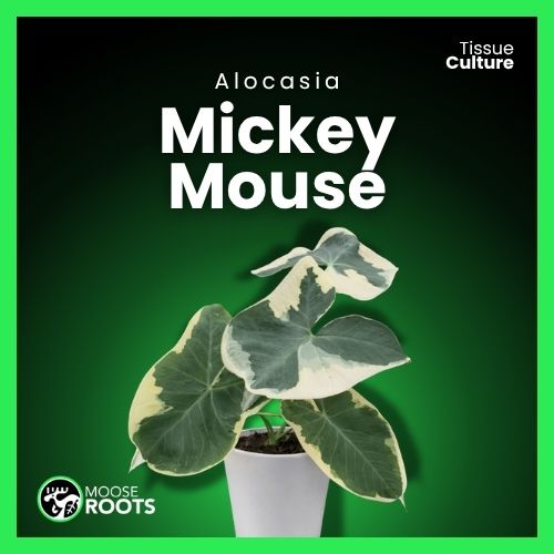 Alocasia Mickey Mouse Tissue Culture