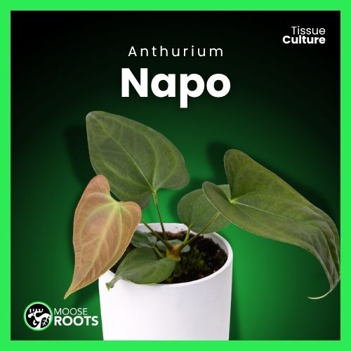 Anthurium Napo Tissue Culture