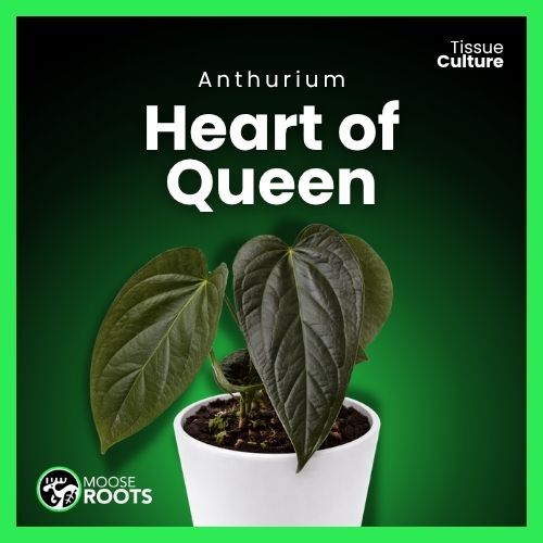 Anthurium Heart of Queen Tissue Culture