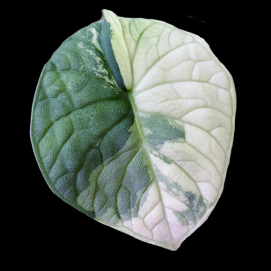 Alocasia Melo Albo Tissue Culture