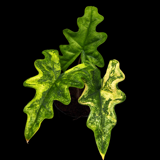 Alocasia Jacklyn Variegated Tissue Culture