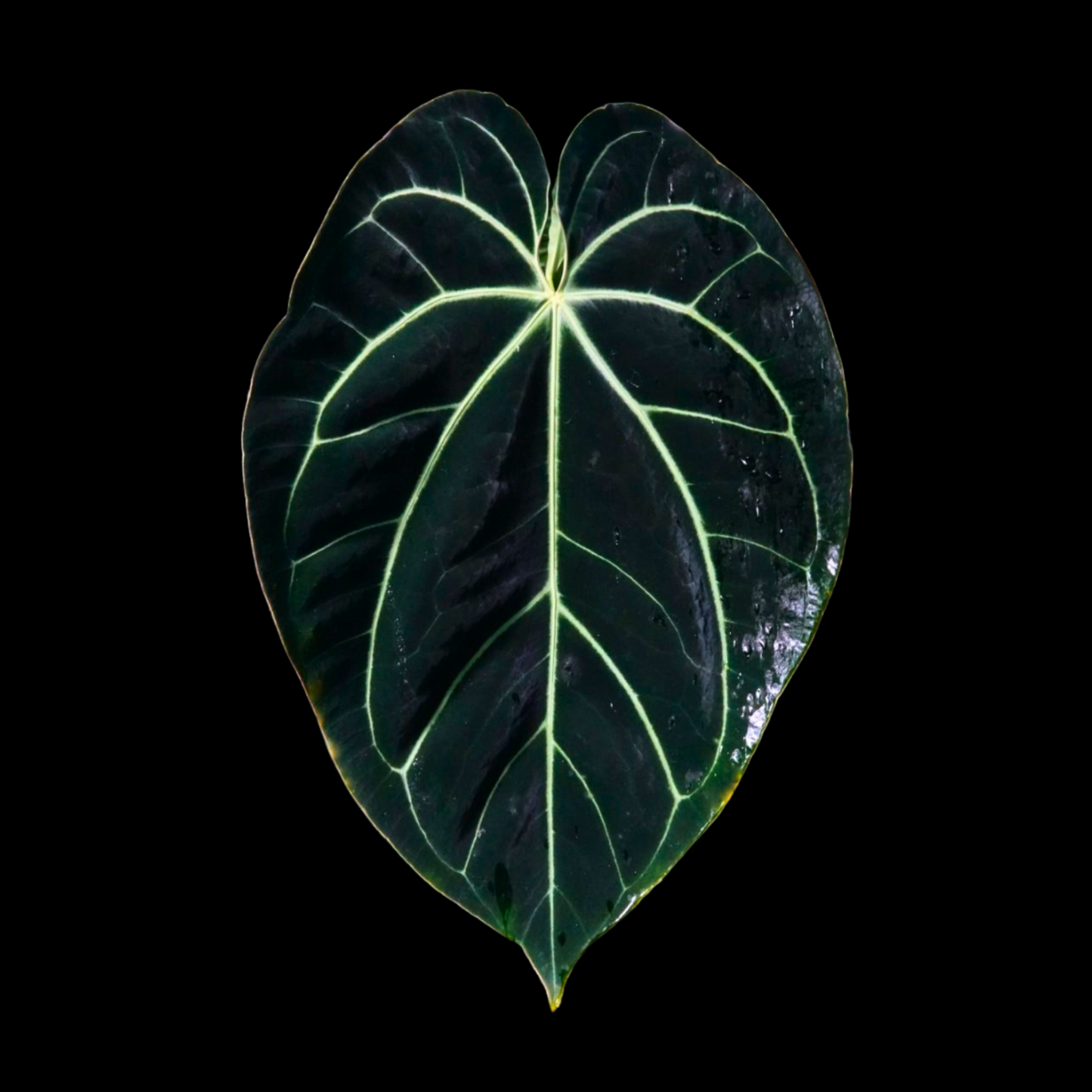 Anthurium Black Velvet Tissue Culture