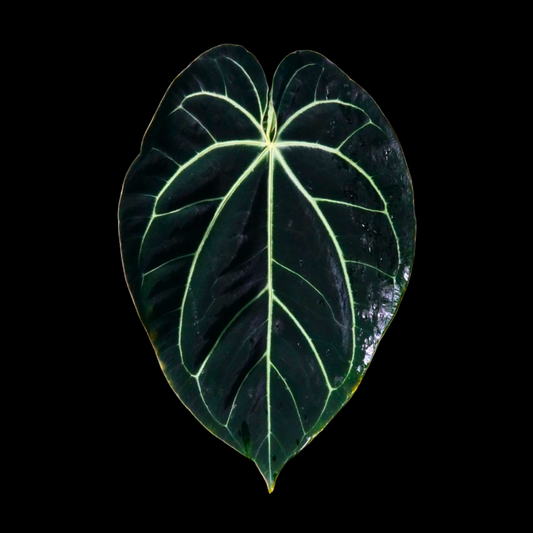 Anthurium Black Velvet Tissue Culture
