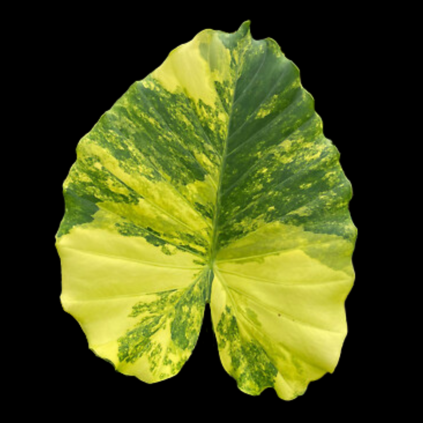 Alocasia Gageana Aurea Tissue Culture