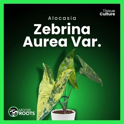 Alocasia Zebrina Aurea Variegated Tissue Culture