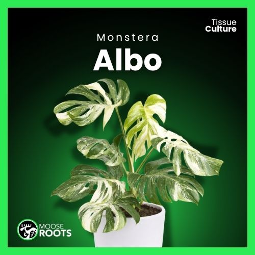 Monstera Albo Tissue Culture