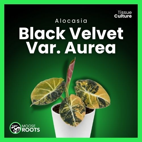 Alocasia Gold Black Velvet Tissue Culture