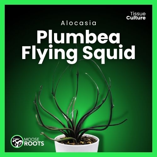 Alocasia plumbea Flying Squid Tissue Culture