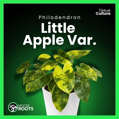 Philodendron Little Apple variegata Tissue Culture