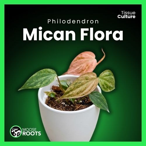 Philodendron Mican Flora Tissue Culture