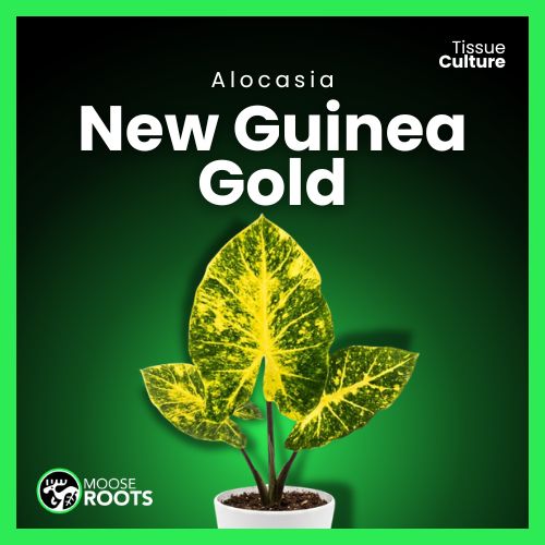 Alocasia New Guinea Gold Tissue Culture