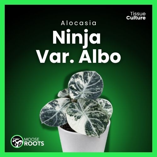 Alocasia Ninja Var Albo Tissue Culture