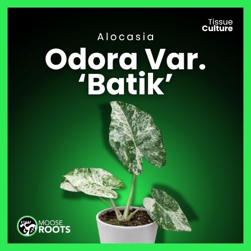 Alocasia Odora varigated 'Batik' Tissue Culture