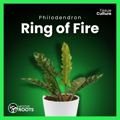 Philodendron Ring of fire Mocha Tissue Culture