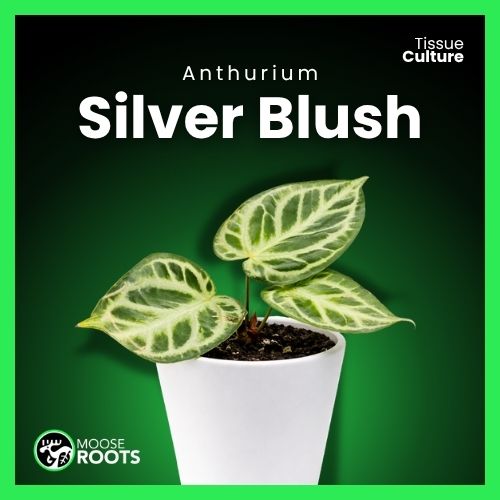 Anthurium Silver Blush Tissue Culture